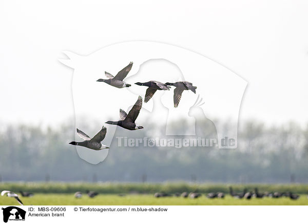 Ringelgnse / American brant / MBS-09606