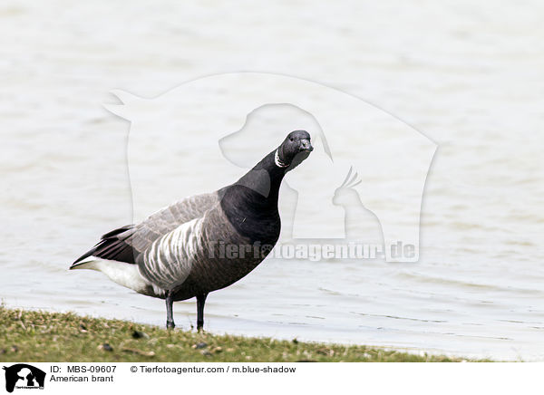Ringelgans / American brant / MBS-09607