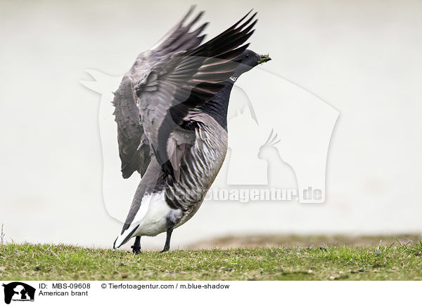 Ringelgans / American brant / MBS-09608