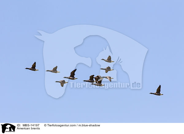 Ringelgnse / American brents / MBS-14197