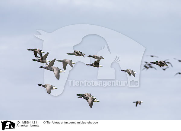 Ringelgnse / American brents / MBS-14211