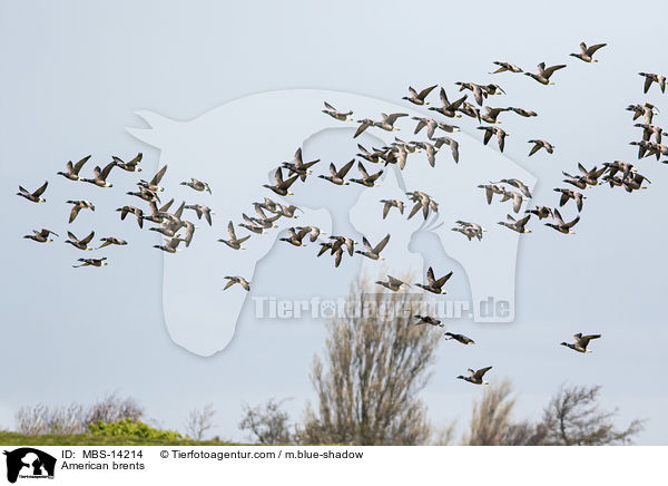 Ringelgnse / American brents / MBS-14214