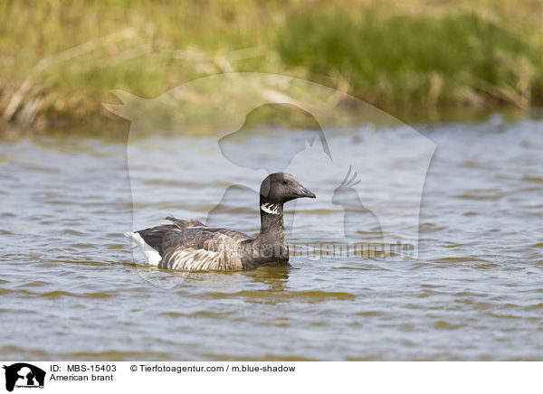 Ringelgans / American brant / MBS-15403