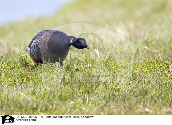 Ringelgans / American brant / MBS-15405