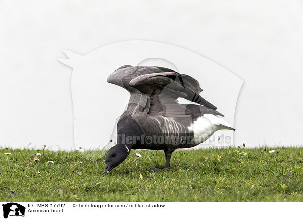 Ringelgans / American brant / MBS-17792