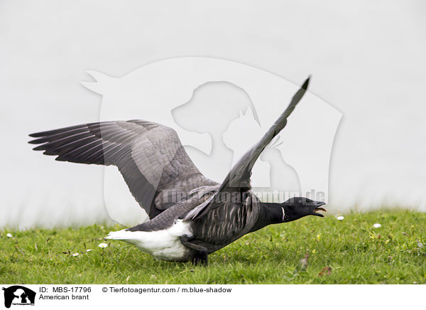 Ringelgans / American brant / MBS-17796