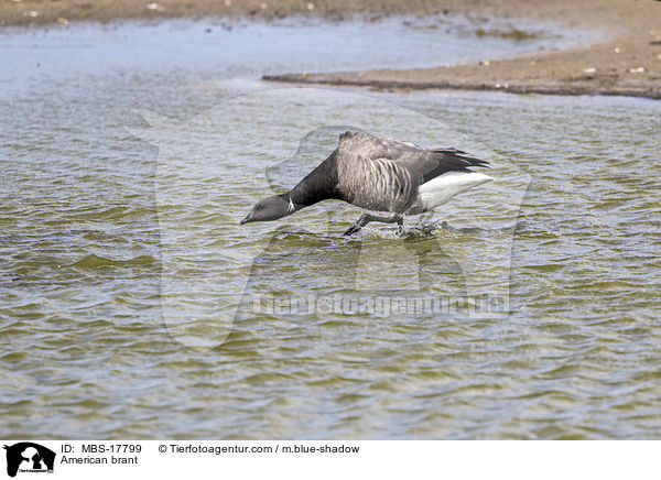 Ringelgans / American brant / MBS-17799