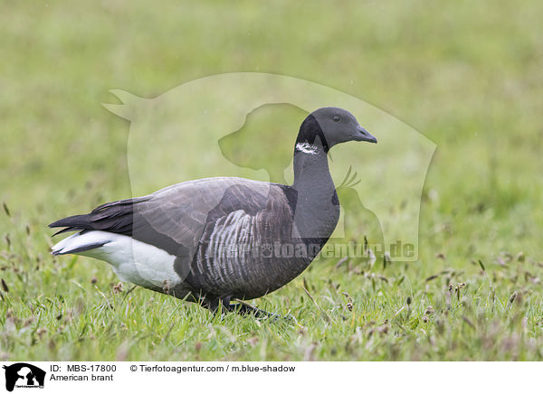 Ringelgans / American brant / MBS-17800