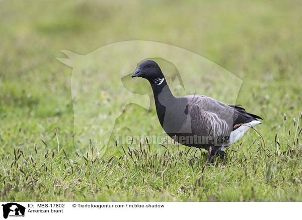 Ringelgans / American brant / MBS-17802