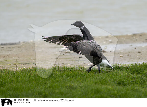 Ringelgans / American brant / WS-11185