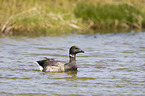 American brant
