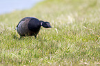 American brant