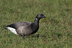 American brant