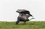 American brant