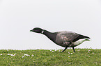 American brant