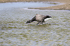 American brant