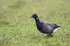 American brant