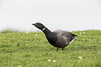 American brant