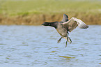 American brant