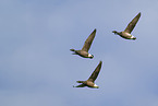 American brents