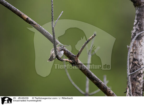 Breitschwanzelfe / broad-tailed hummingbird / JR-06209