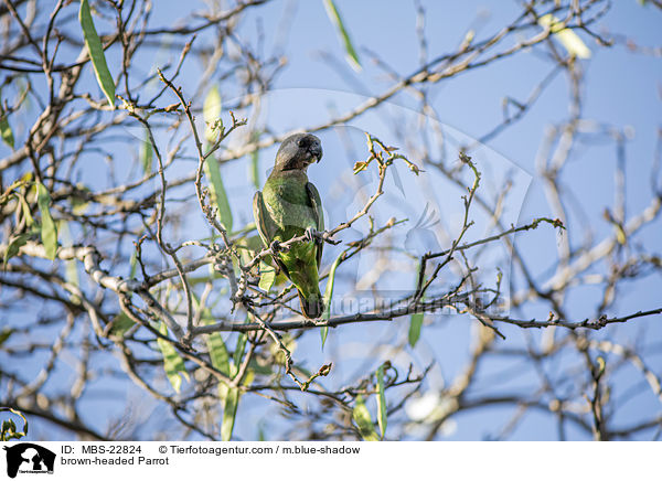 brown-headed Parrot / MBS-22824