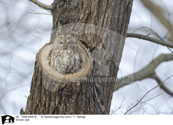 Waldkauz / brown owl / THA-04675