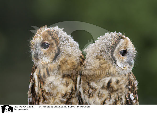 Waldkuze / brown owls / FLPA-02087