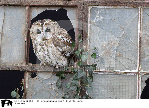 Waldkauz / brown owl / FLPA-02088