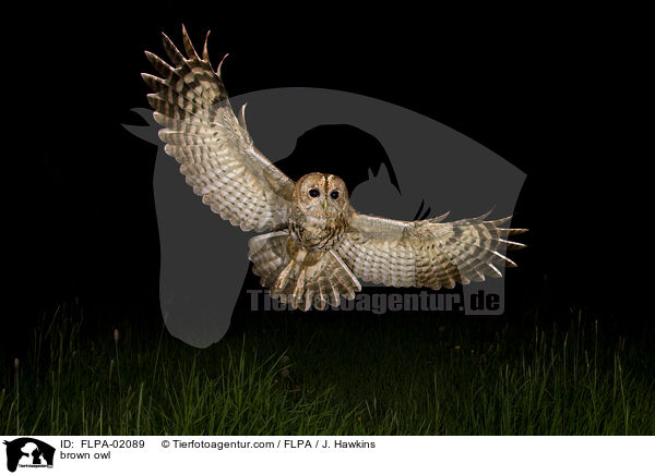 Waldkauz / brown owl / FLPA-02089