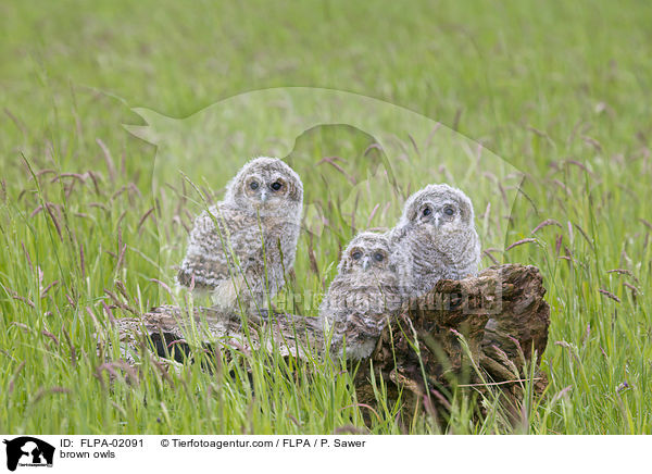 Waldkuze / brown owls / FLPA-02091