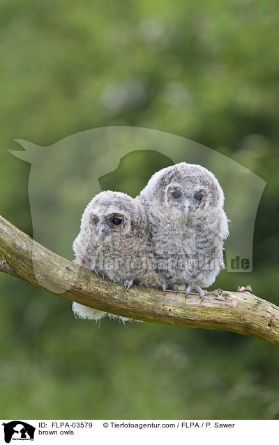 Waldkuze / brown owls / FLPA-03579