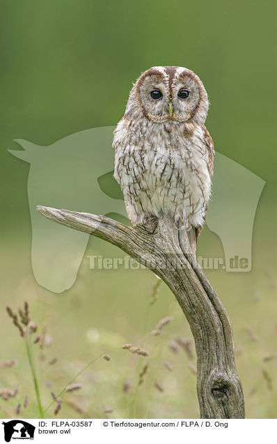 Waldkauz / brown owl / FLPA-03587