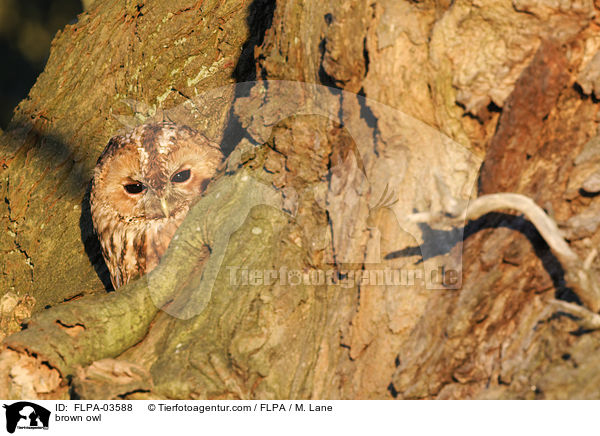 Waldkauz / brown owl / FLPA-03588