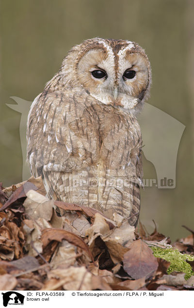 Waldkauz / brown owl / FLPA-03589