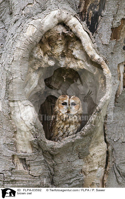 Waldkauz / brown owl / FLPA-03592