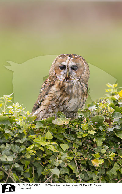 brown owl / FLPA-03593