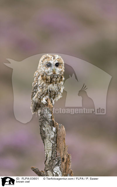 Waldkauz / brown owl / FLPA-03601