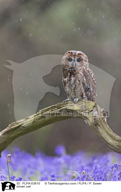 Waldkauz / brown owl / FLPA-03610