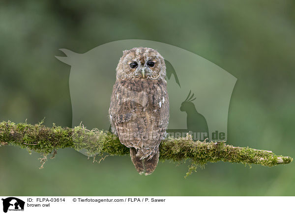 Waldkauz / brown owl / FLPA-03614