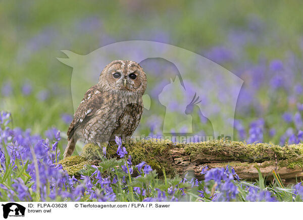 Waldkauz / brown owl / FLPA-03628