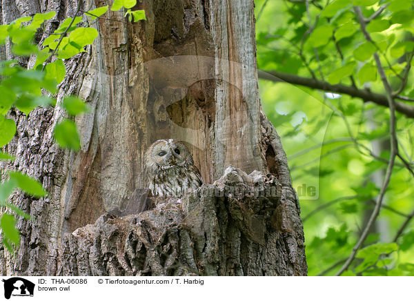 brown owl / THA-06086