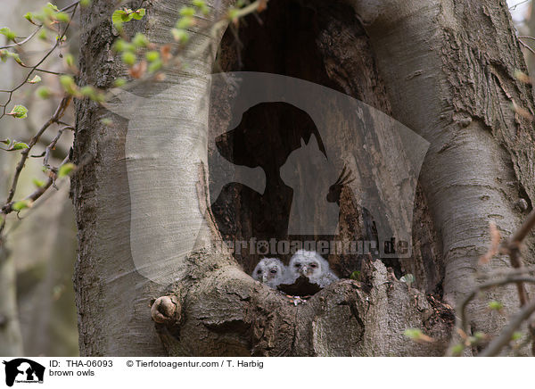 Waldkuze / brown owls / THA-06093