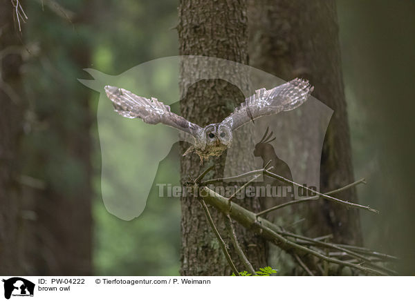 Waldkauz / brown owl / PW-04222