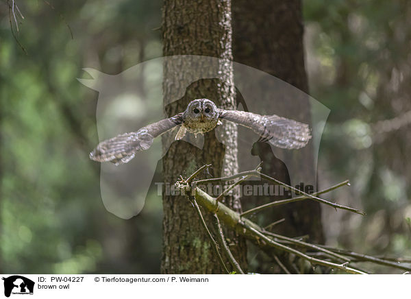 Waldkauz / brown owl / PW-04227