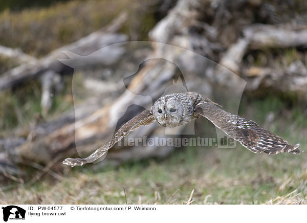 flying brown owl / PW-04577