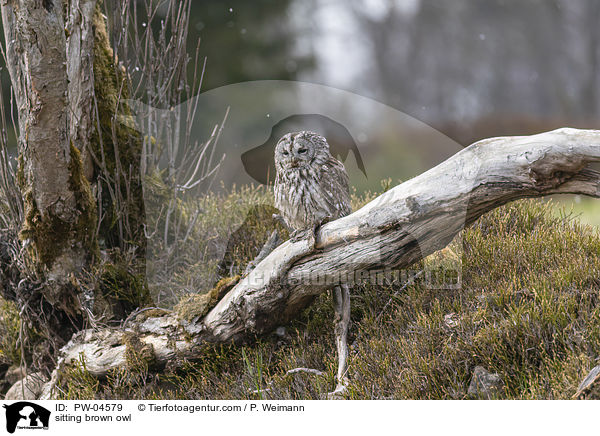 sitzende Waldkauz / sitting brown owl / PW-04579