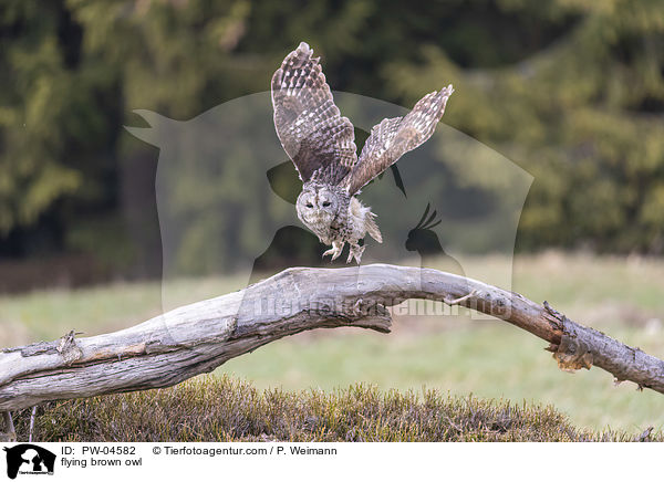flying brown owl / PW-04582