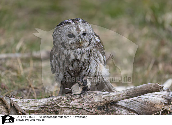 brown owl with mouse / PW-04588
