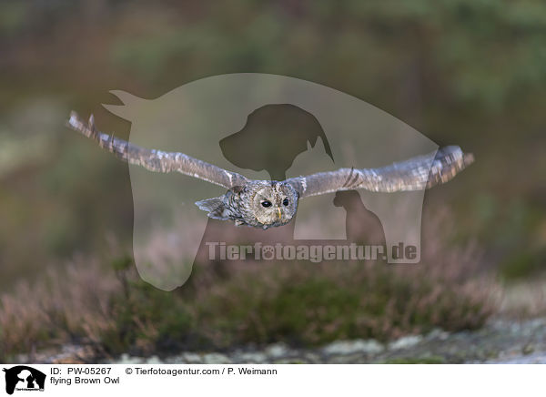 flying Brown Owl / PW-05267